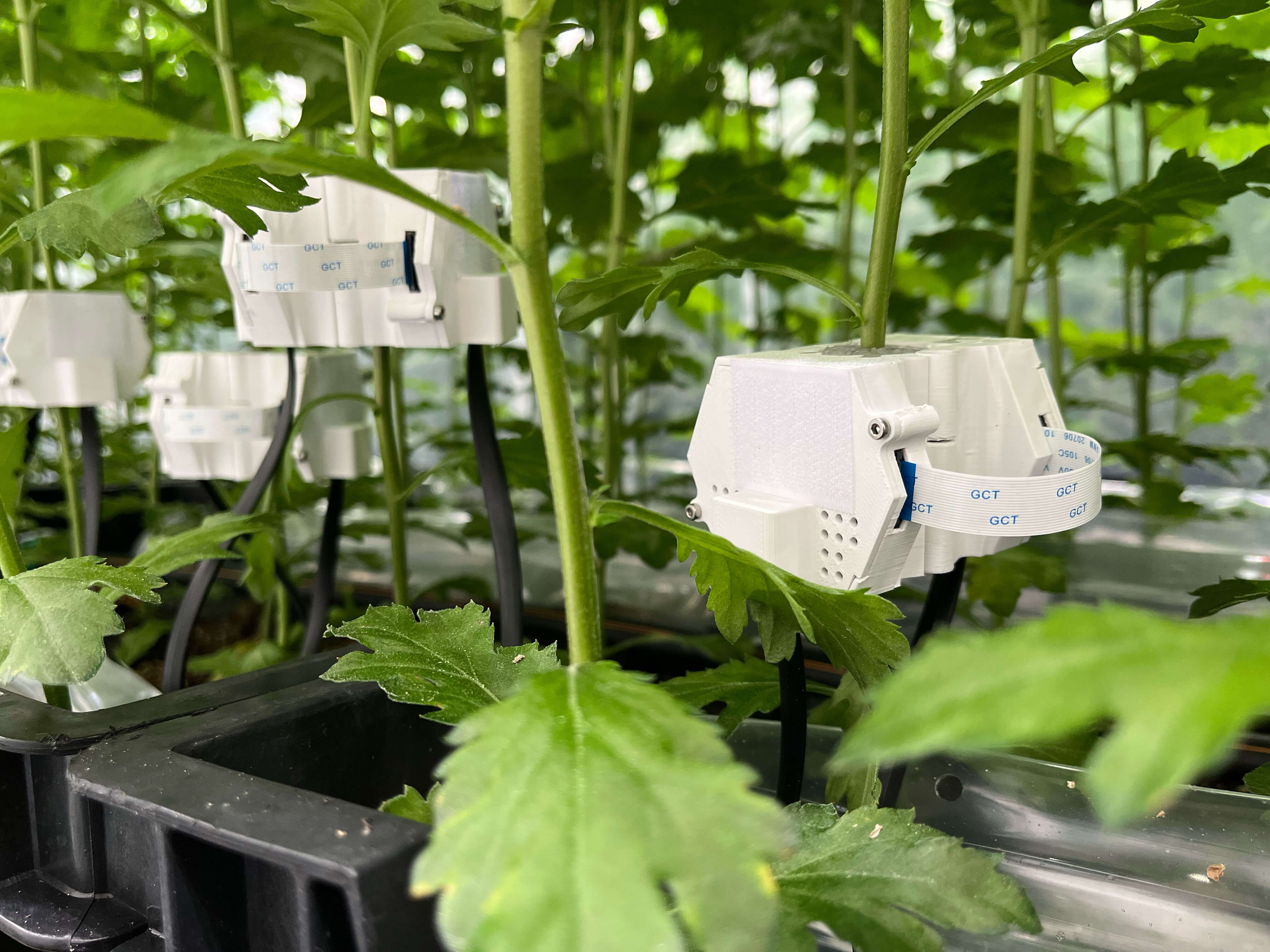 Plensor – Tomatenplant gezondheidsmonitoring